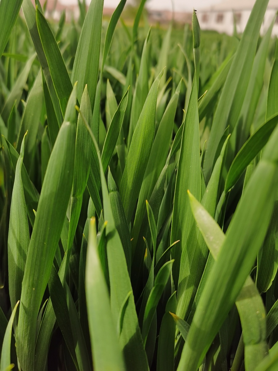 随手一拍这是小麦现在的样子