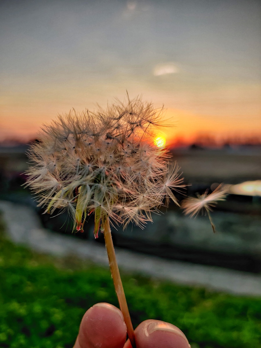 夕阳下的蒲公英