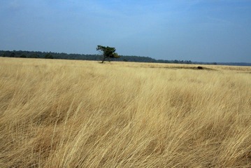 WILDERNESS