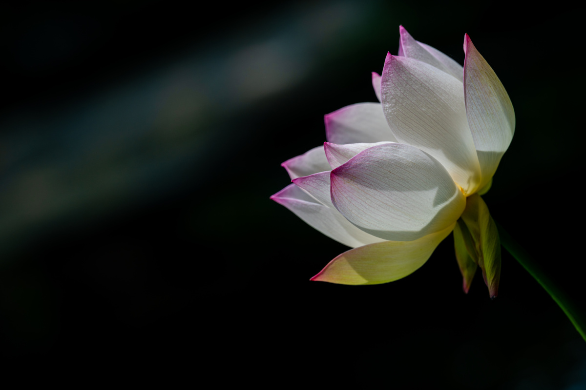 素净水芙蓉