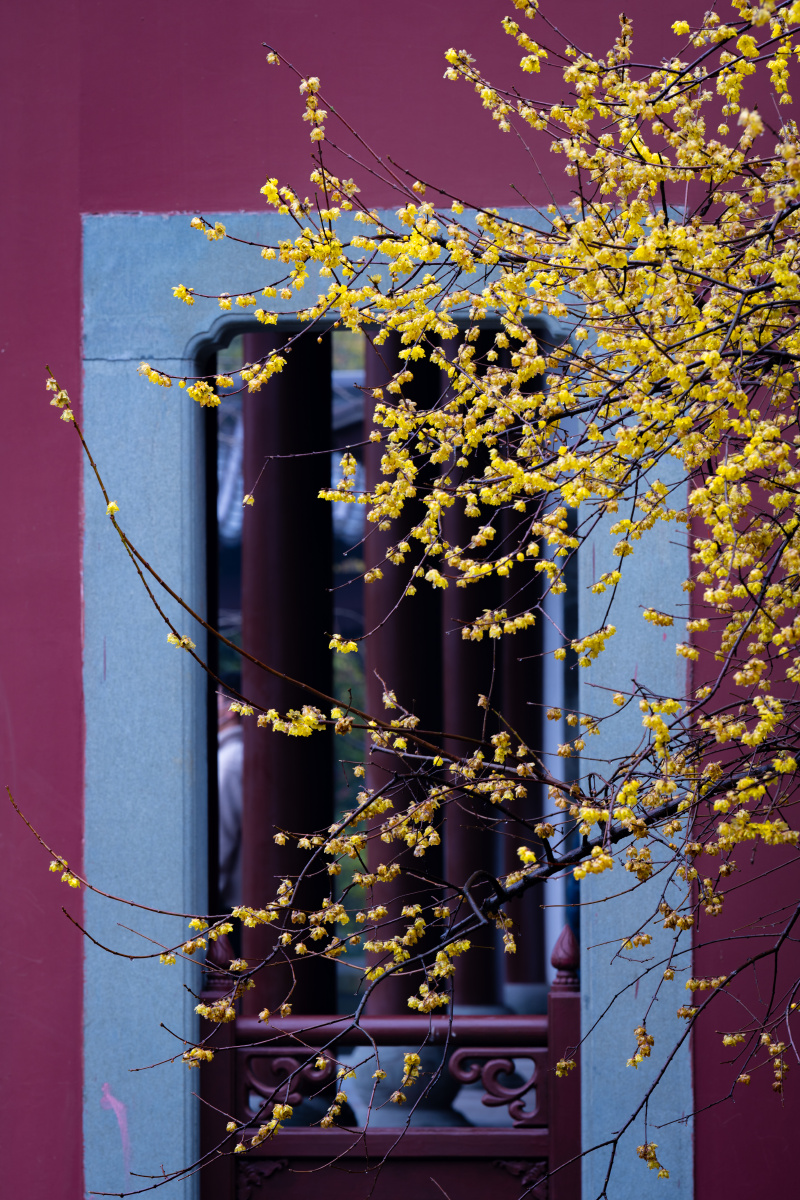 红墙与腊梅的邂逅