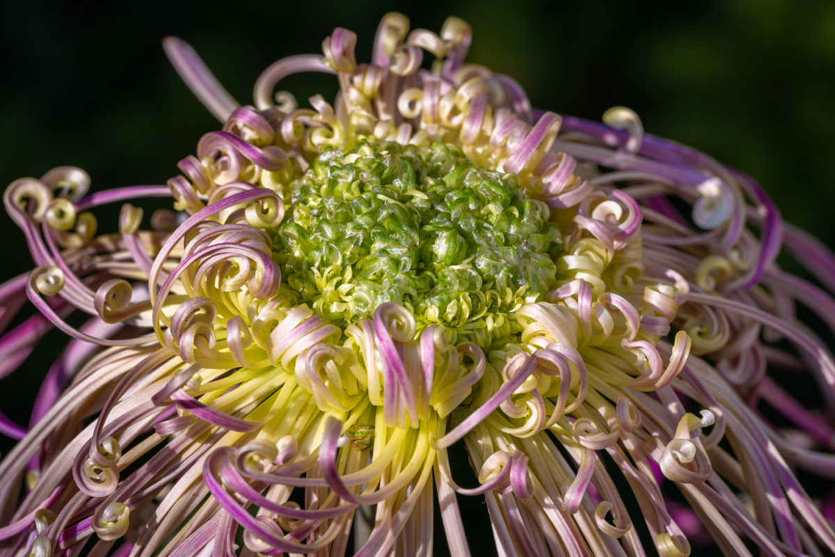 皇冠菊 菊花 - 悠然北庄