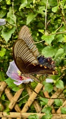 48D85637-2E1F-4074-8DEC-49FAC41766A0/L0/001