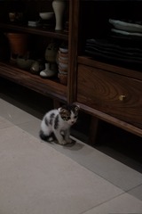 DSCF4138