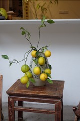 DSCF4687