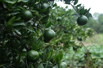 DSCF4356