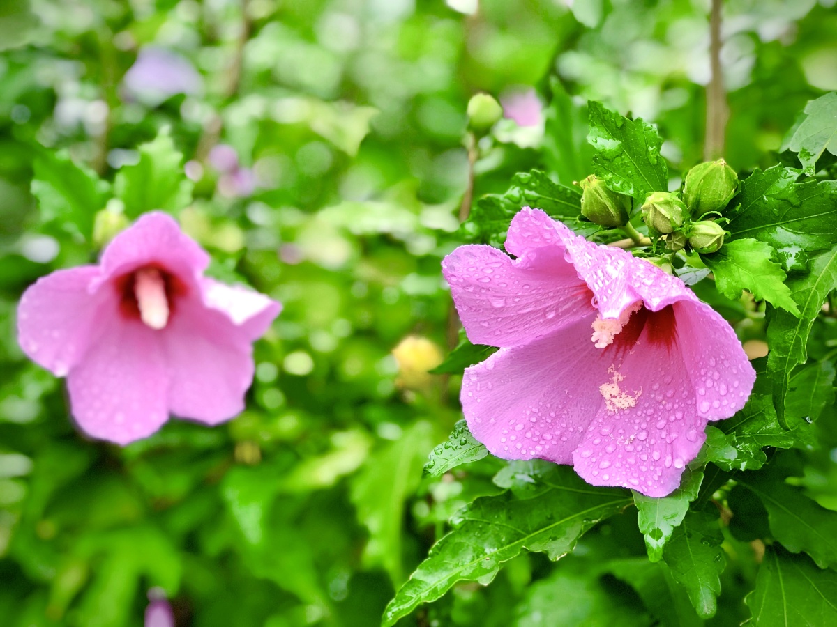 雨后木槿花娇艳欲滴惹人怜
