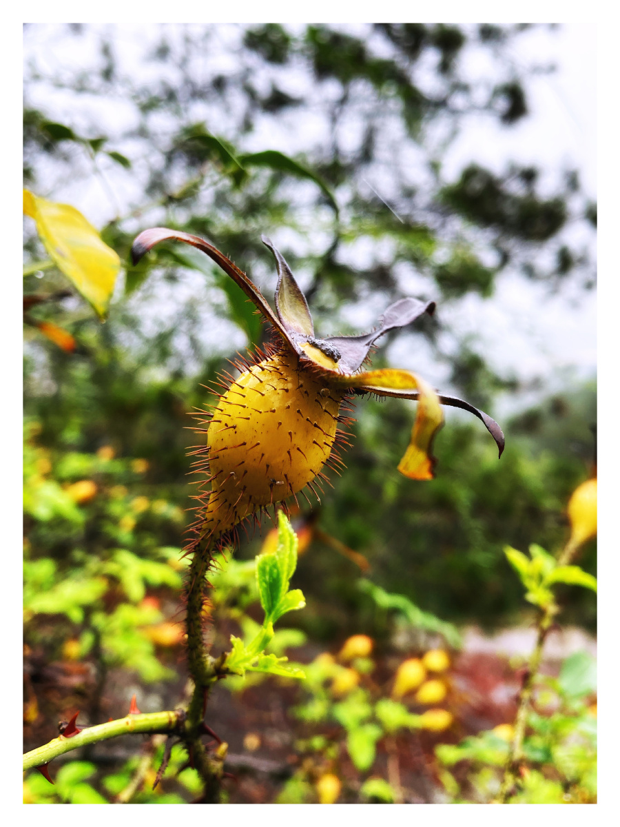 伶俜胡蝶漫悠悠芬芳金樱漾仲秋