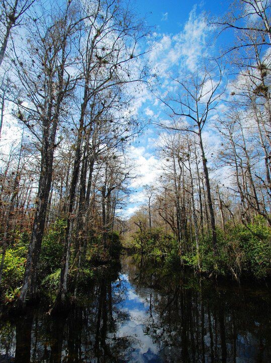 everglade, wetland<br />
