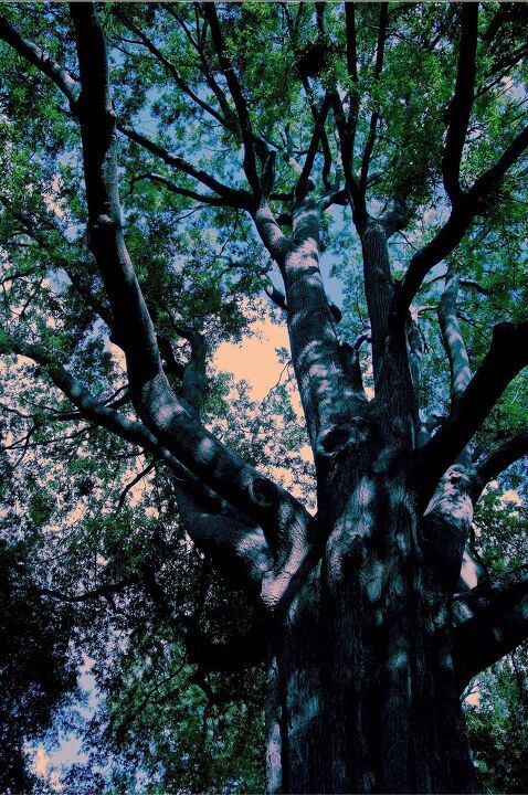 Tree<br />
