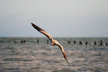 bird, orlando, west beach