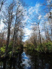 everglade, wetland