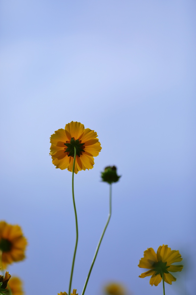 小花花有蓝天做背景