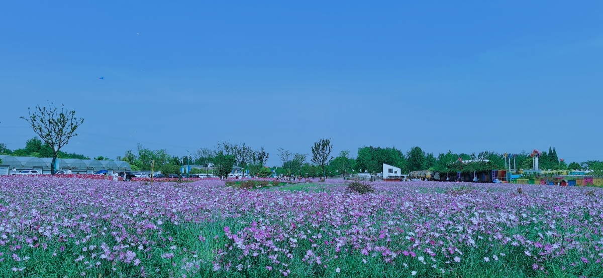 溧阳曹山旅游度假区石竹花海
