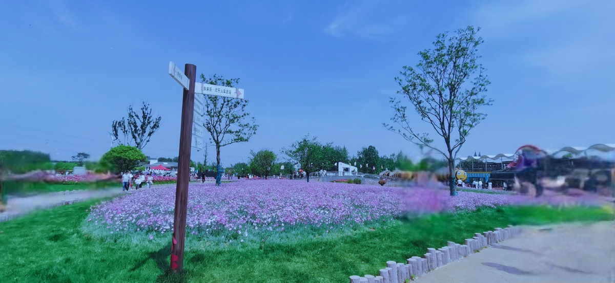 溧阳曹山旅游度假区石竹花海