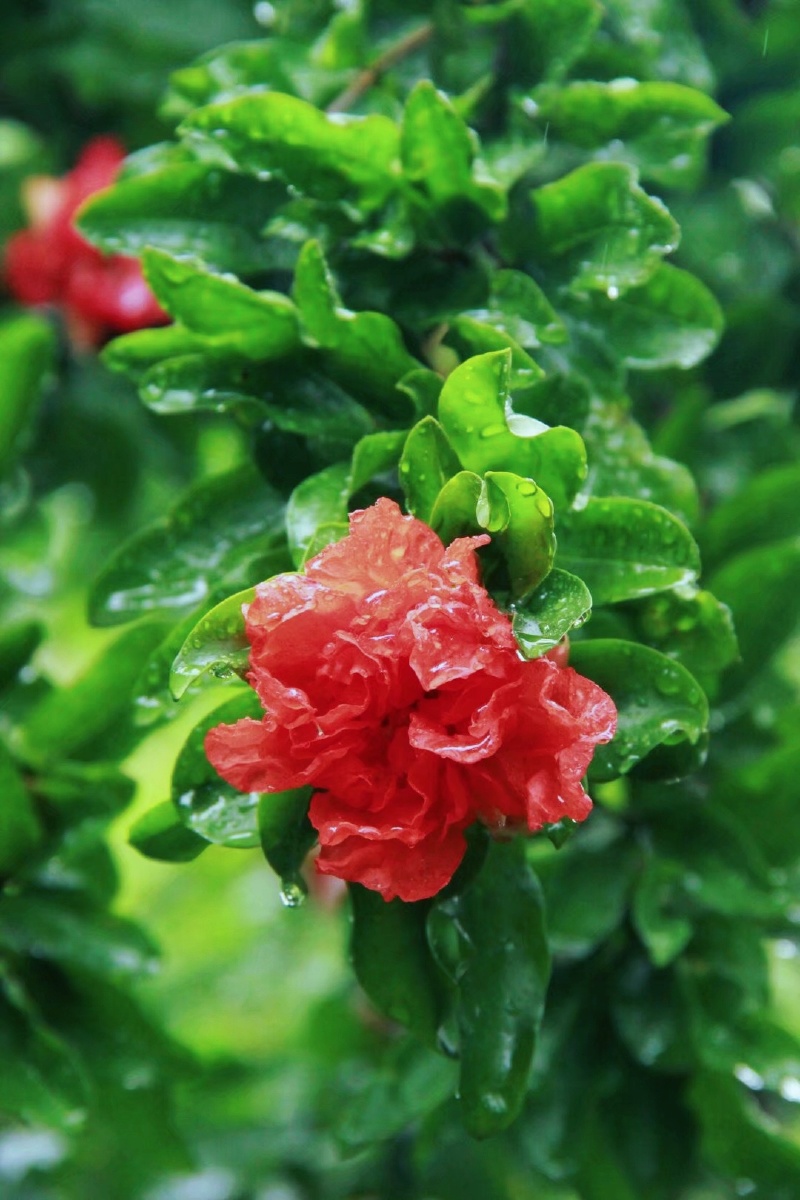 雨中的石榴花