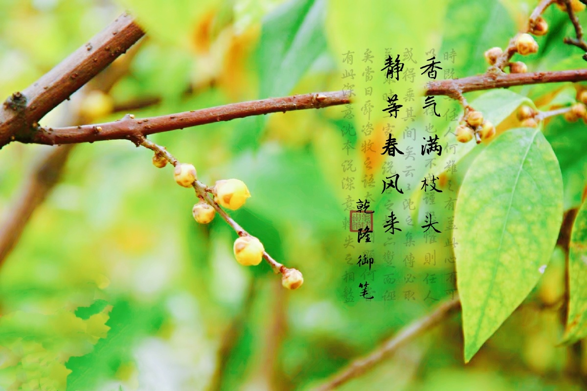 早安鸭图友们腊梅要开啦图是昨天梅园的拍的腊梅哦