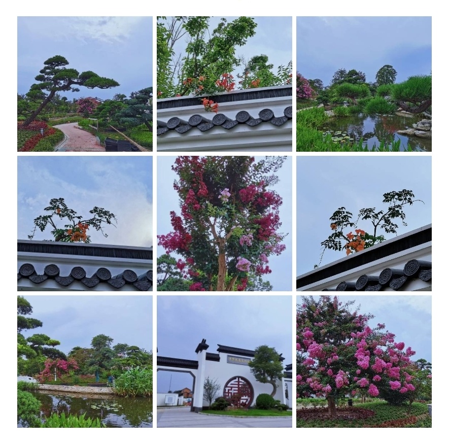 早安图友们图如皋顾庄生态园