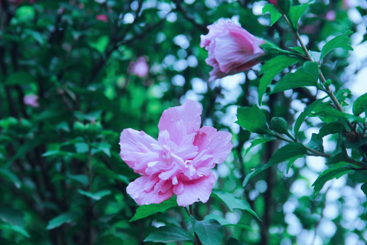 木槿花语温柔的坚持每一次凋谢都是为了明天更好的绽放