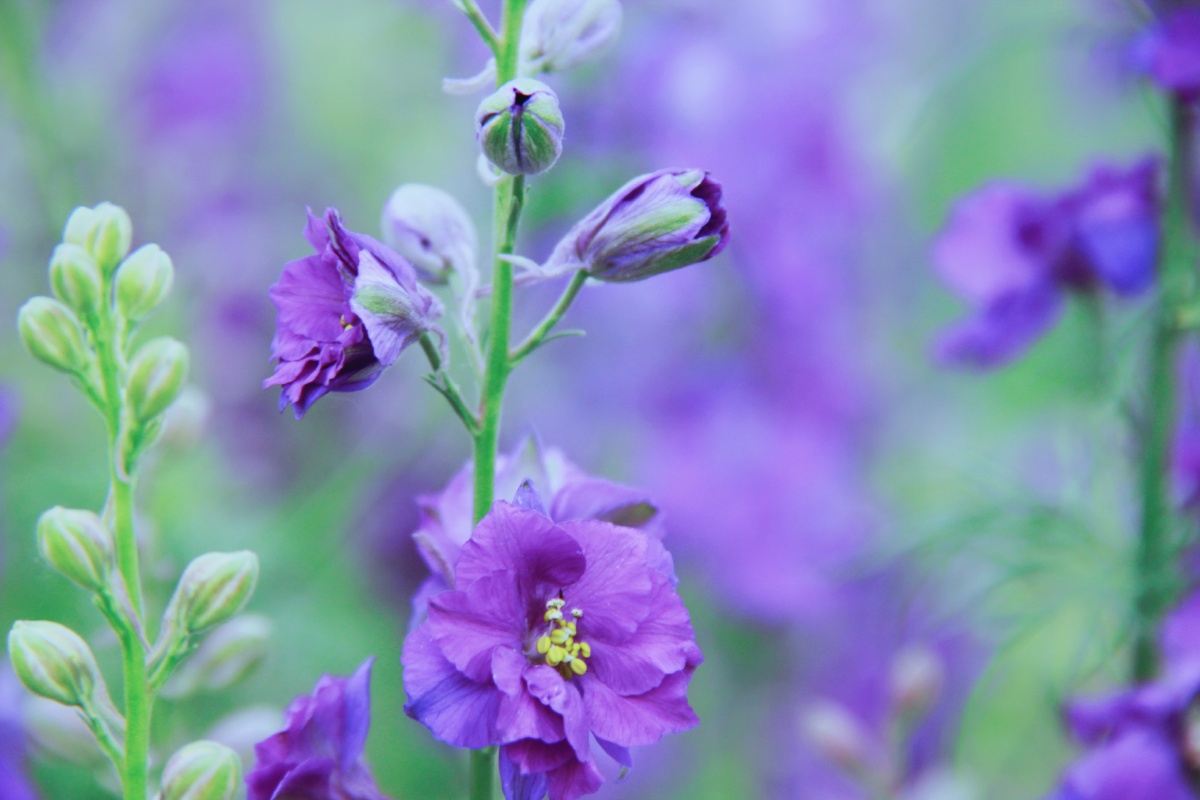 周末好图友们图紫色飞燕草
