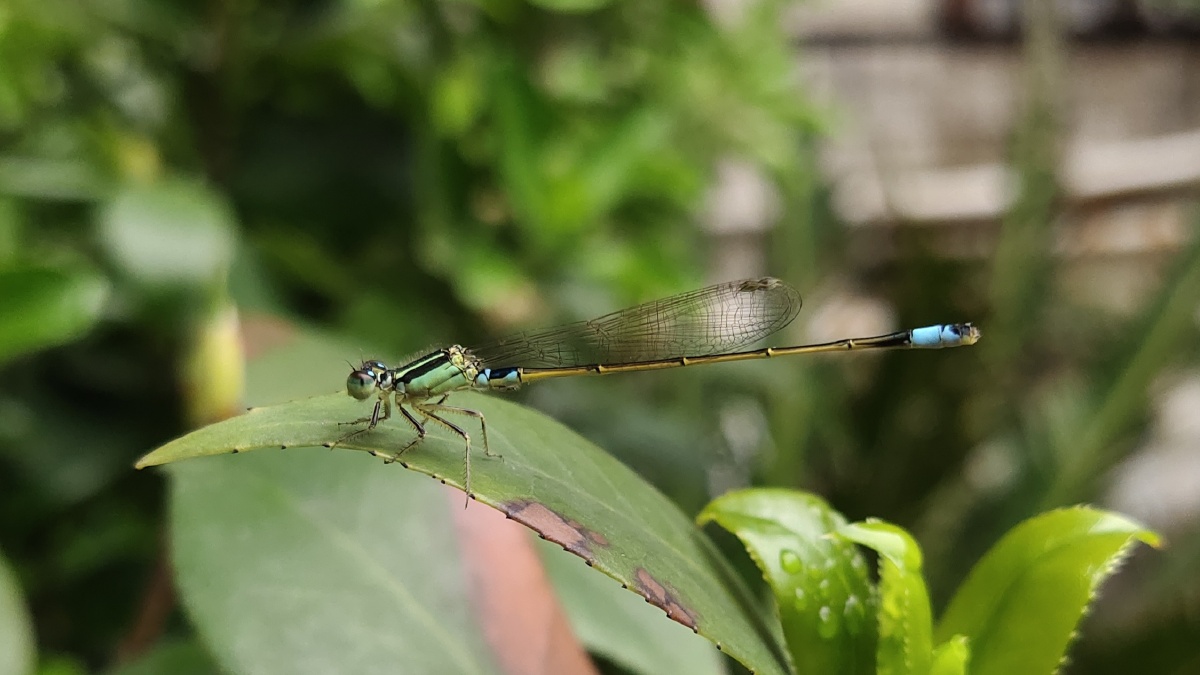 豆娘蓝色尾巴真的好漂亮06