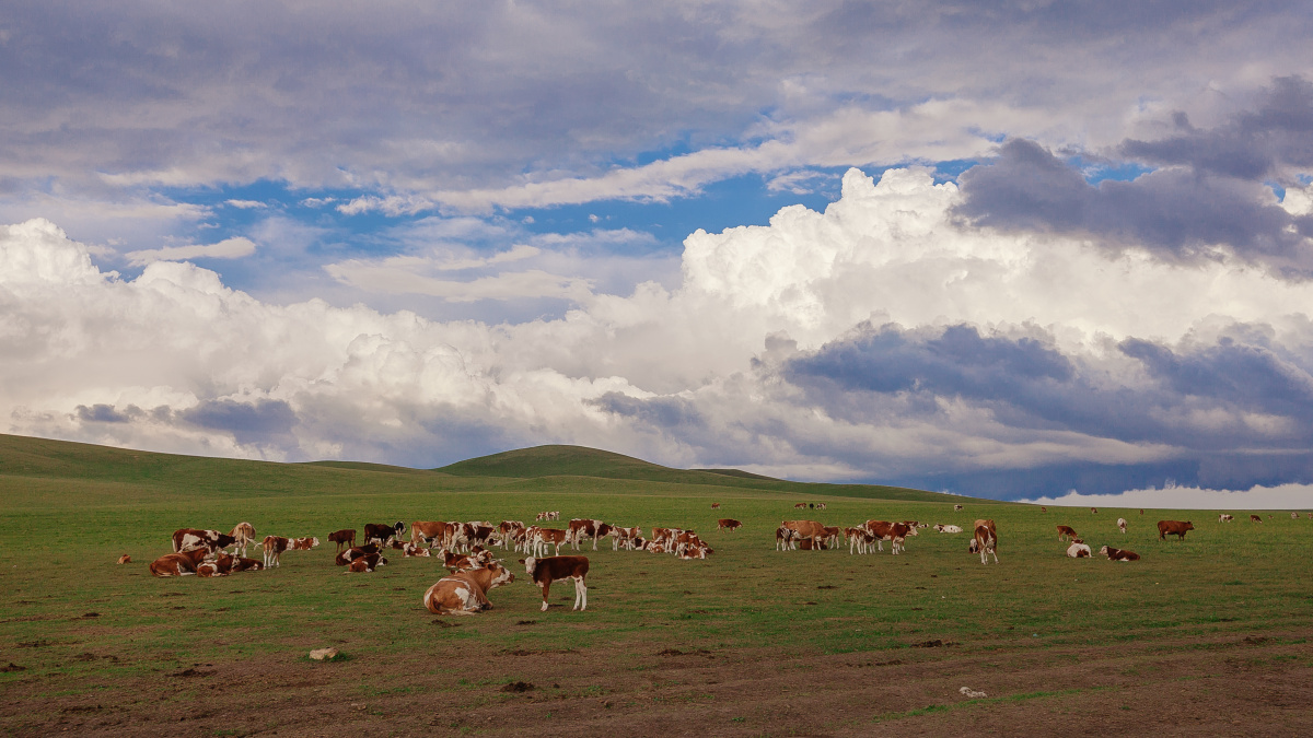 敕勒川阴山下天似穹庐笼盖四野天苍苍野茫茫风吹草低见牛羊