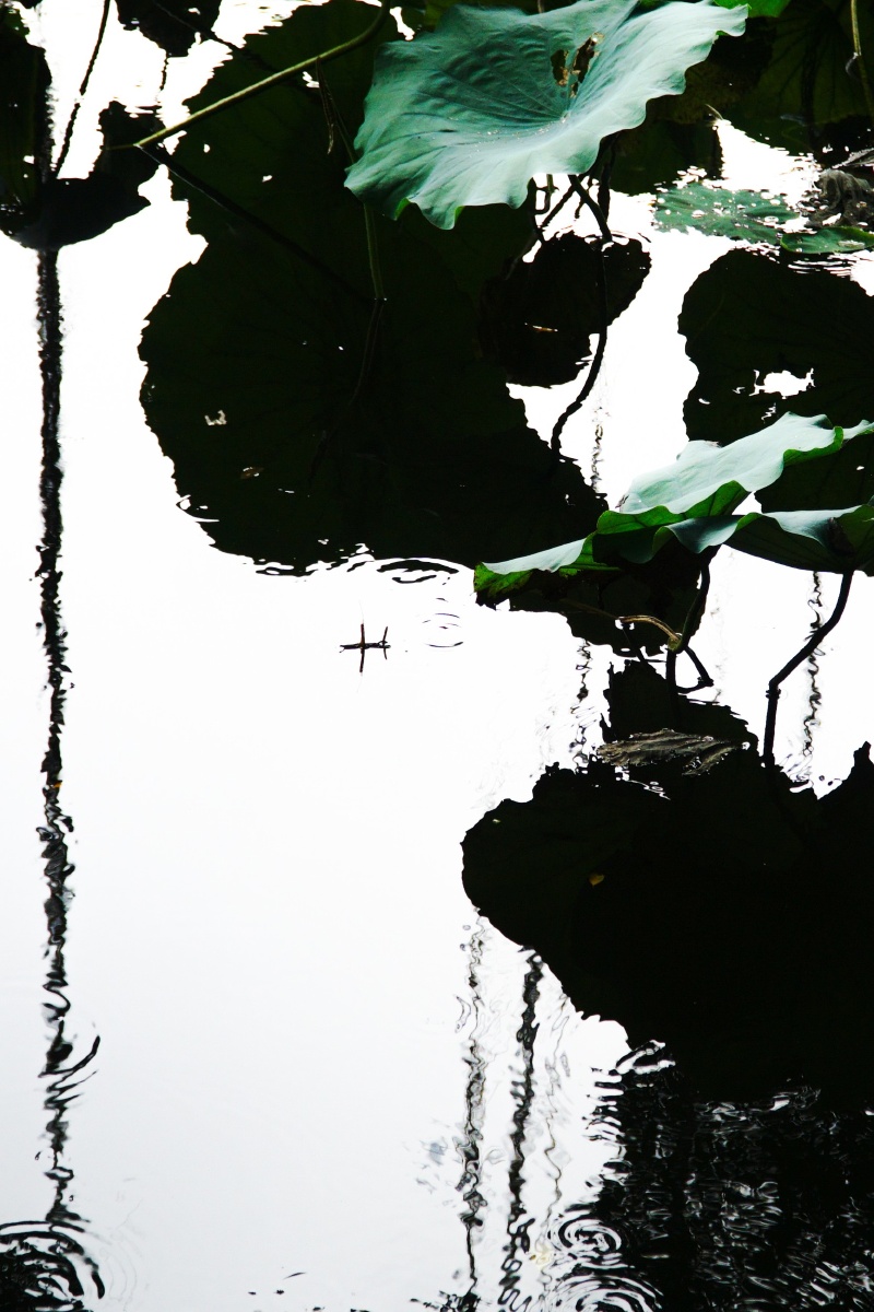 夏雨之后,荷塘一草形似渔夫孤舟,荷叶倒影似泼墨,天空倒影似留白,宛如