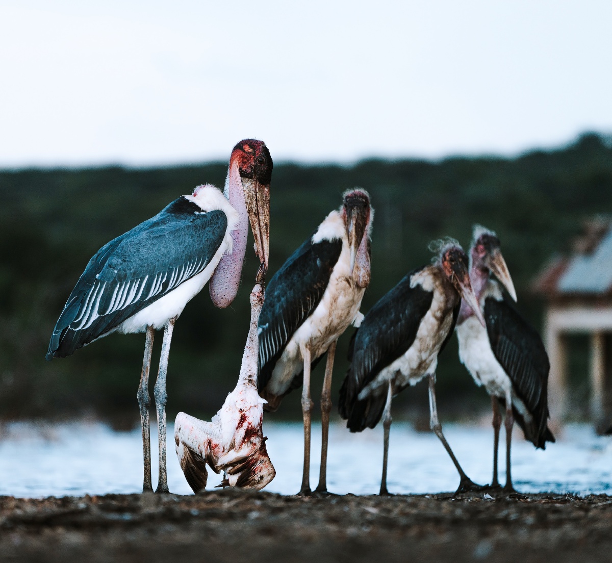 秃鹳捕食火烈鸟几只秃鹳冲向火烈鸟群冲散的同时寻找机会捕杀只见一个