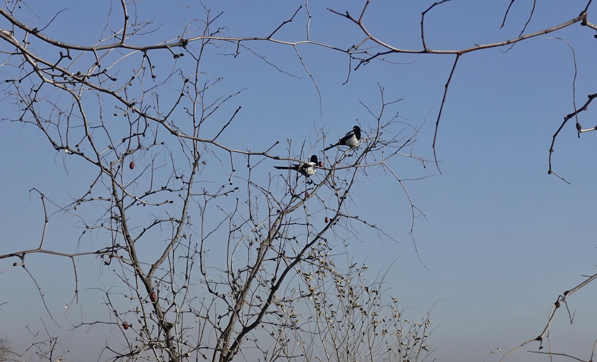 冬日红枣俏枝头