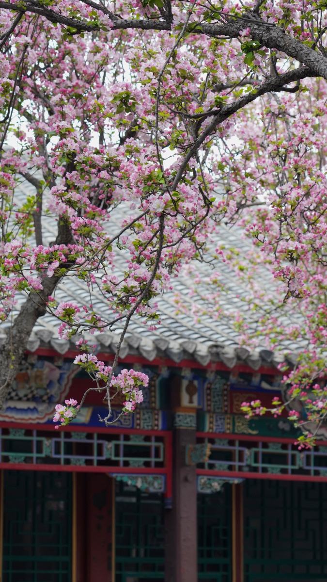 古海棠树 - 细雨荷田 - 图虫