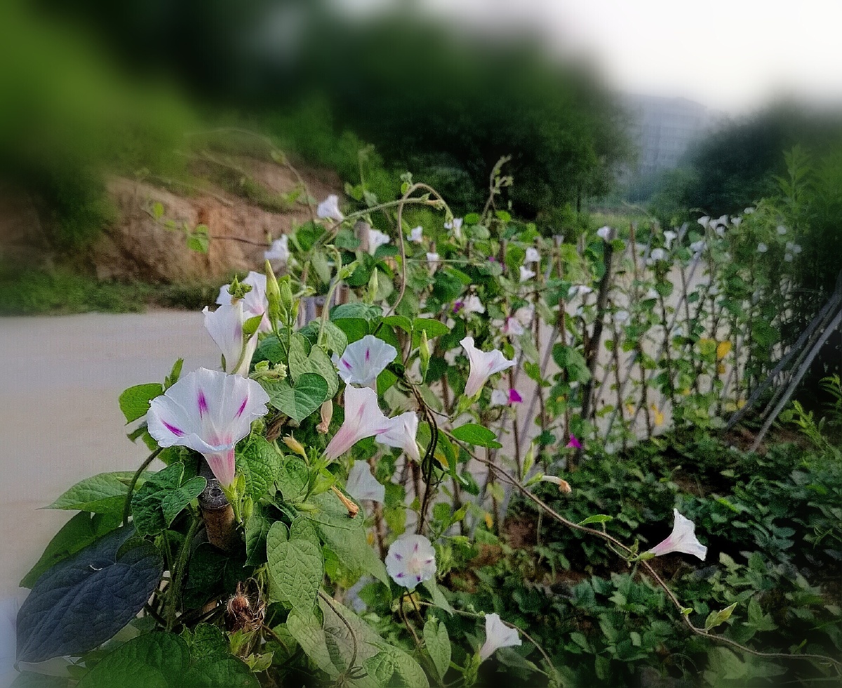 爬满牵牛花的篱笆