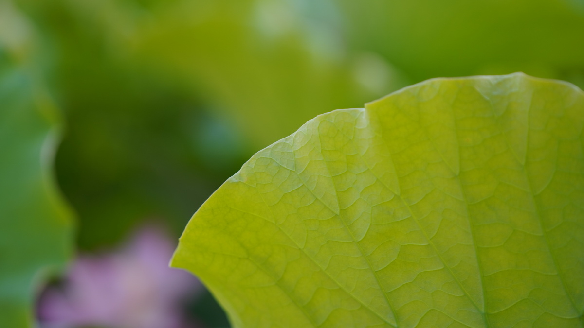 花开半夏(菏泽七里河湿地公园) - 风展红旗2021 - 图虫