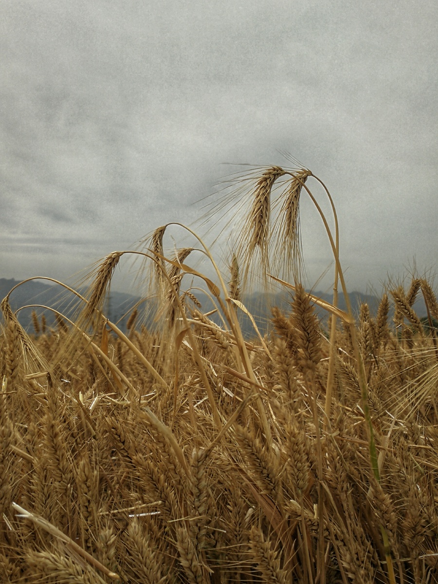 关中大地又为勤劳的庄稼人送上了一年的收成,熟透的麦穗弯下了腰,如今