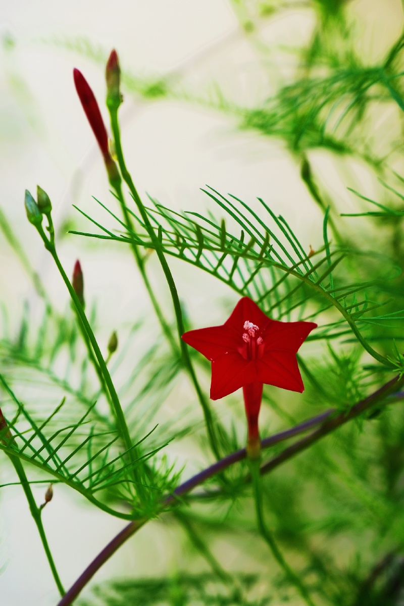 五星花学名茑萝松