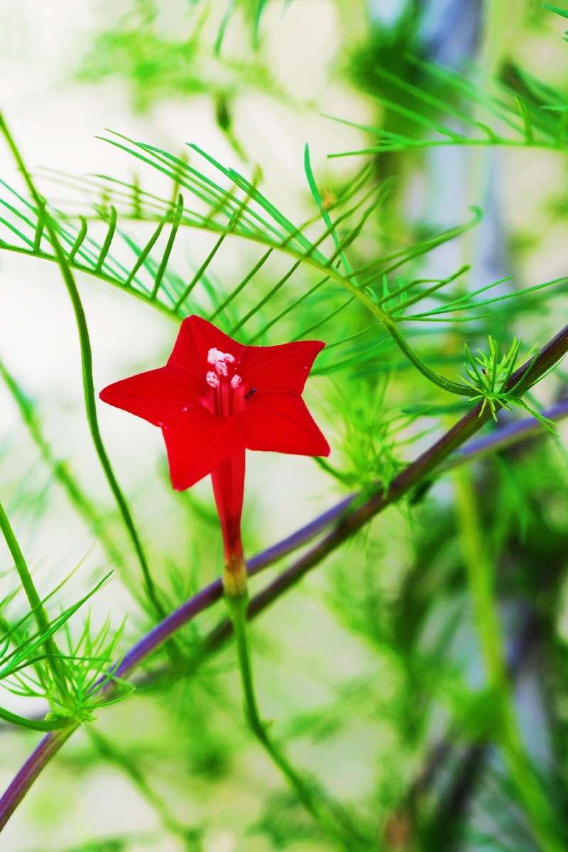 五星花学名茑萝松