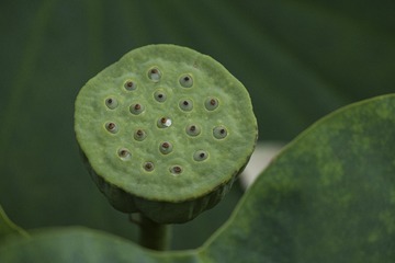 62233