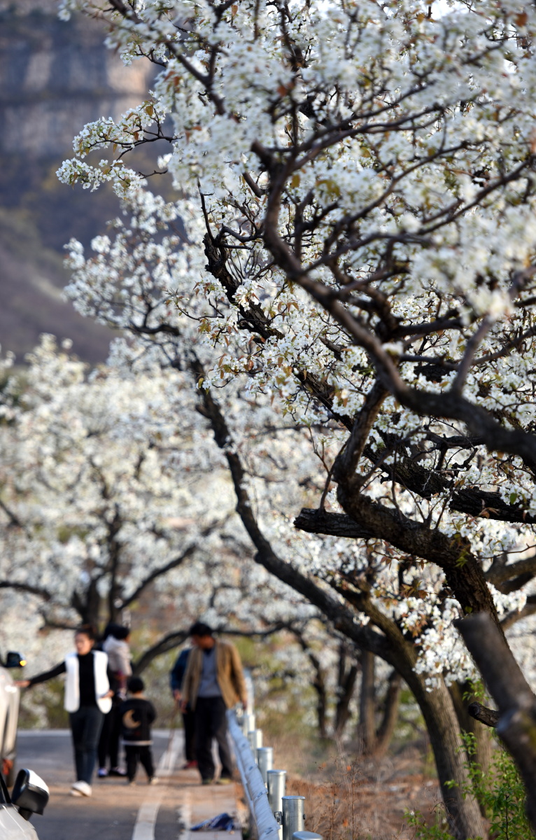 山东平邑梨花会助力乡村旅游
