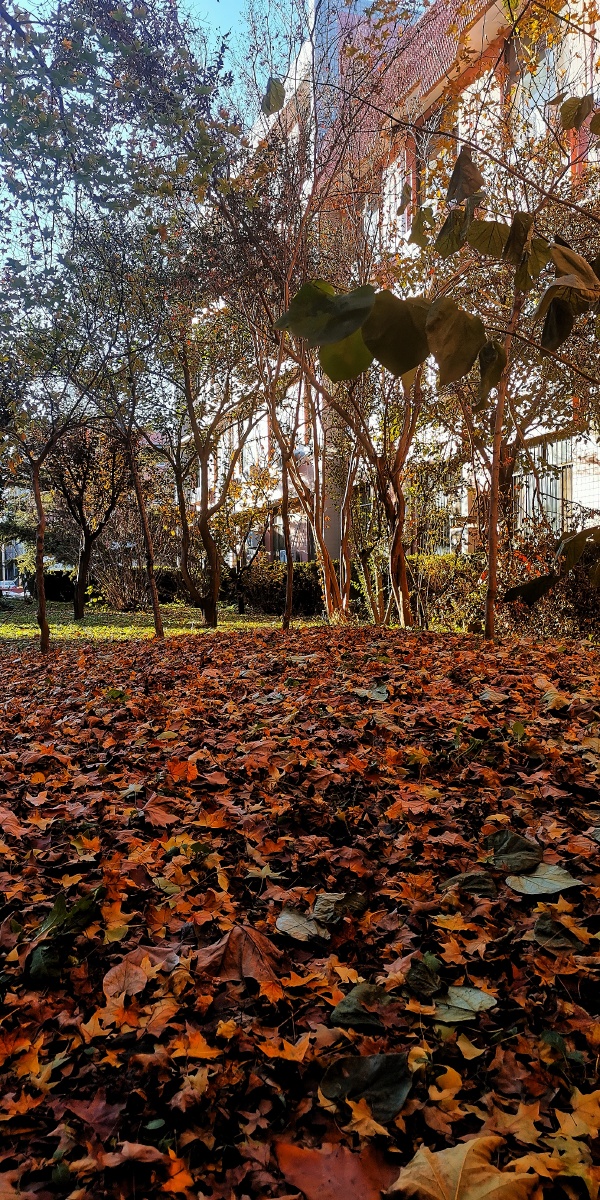 低角度平拍61落叶