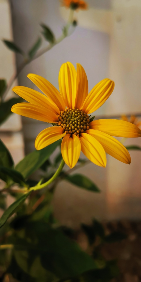 芳华61秋日墙角的太阳菊