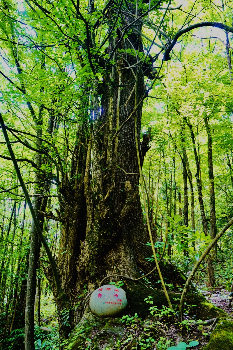 古树摄于神农架神农坛景区