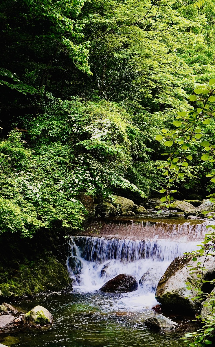 山间潺潺流淌着的小溪摄于神农架景区