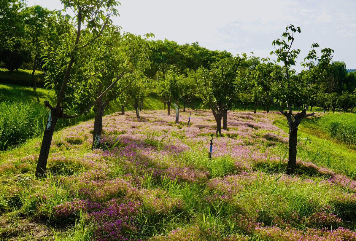 湿地植被摄于北龙湖湿地公园