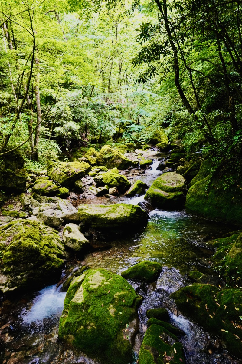 林间小溪摄于神农架天生桥景区