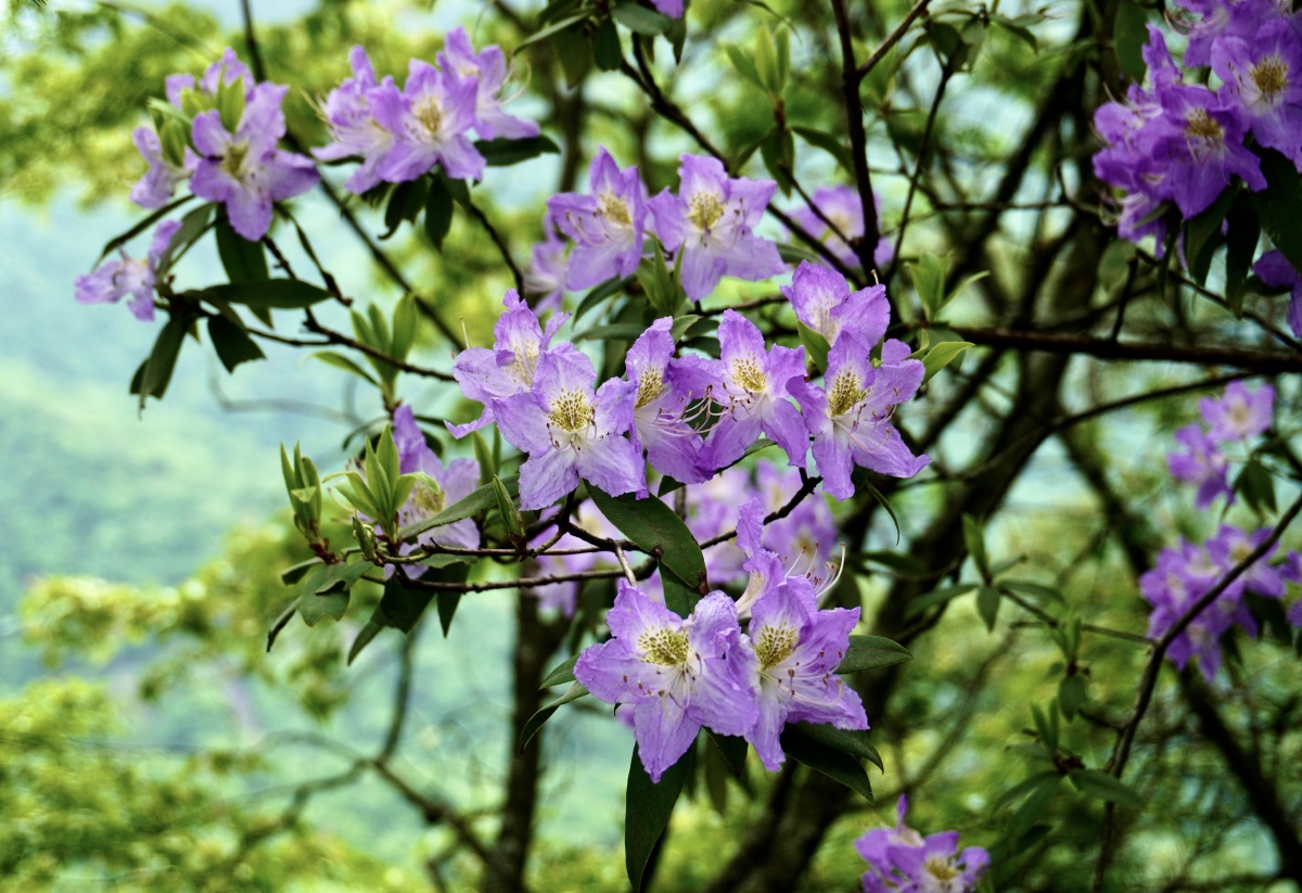 高山杜鹃摄于神农架天燕景区