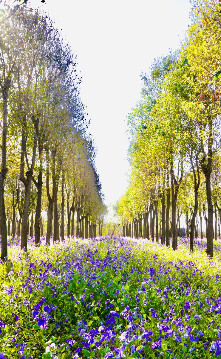 满目鲜花的树林