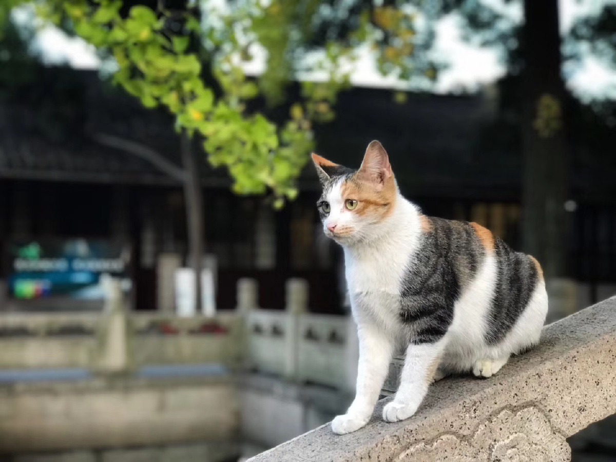 蹲守寺庙里的佛系猫