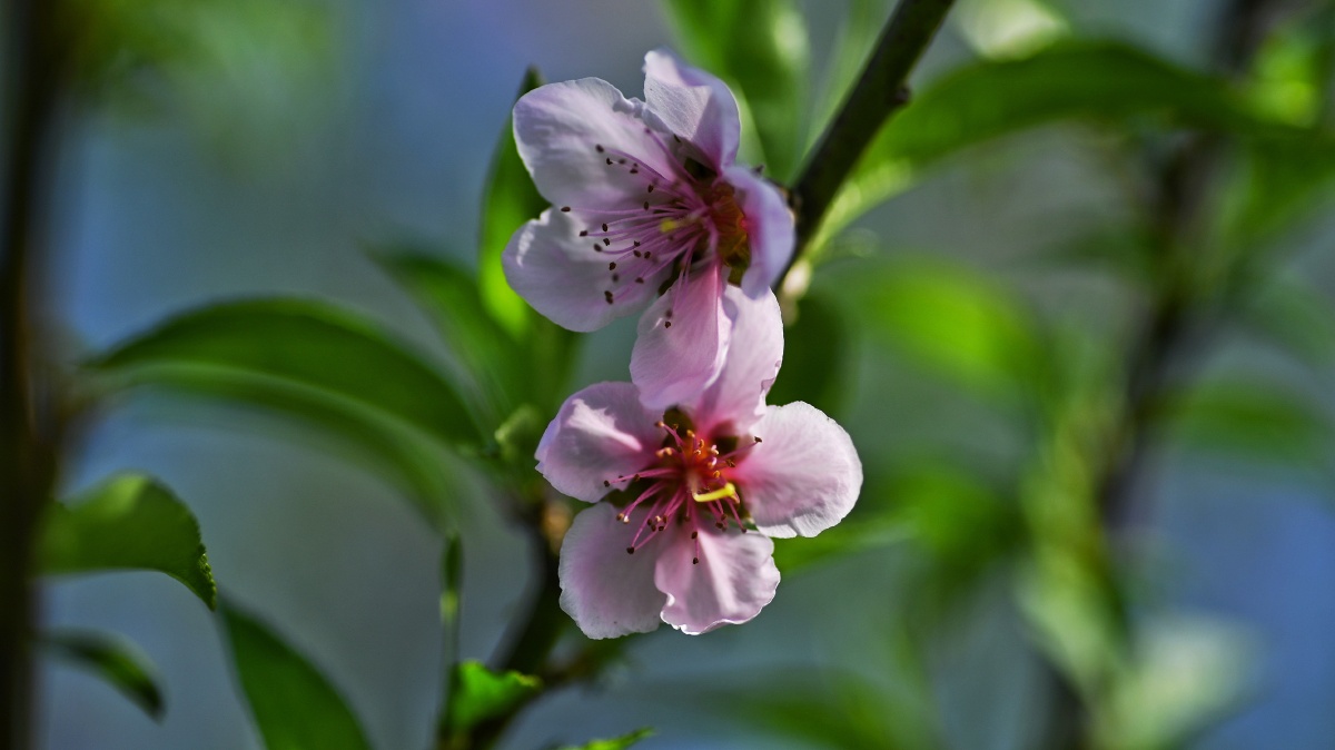 春天桃花开