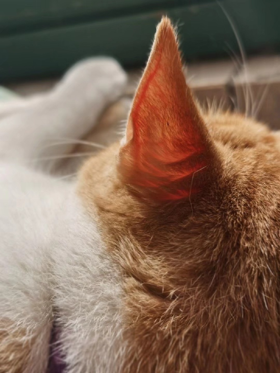 小红耳朵 迷糊里糊 图虫