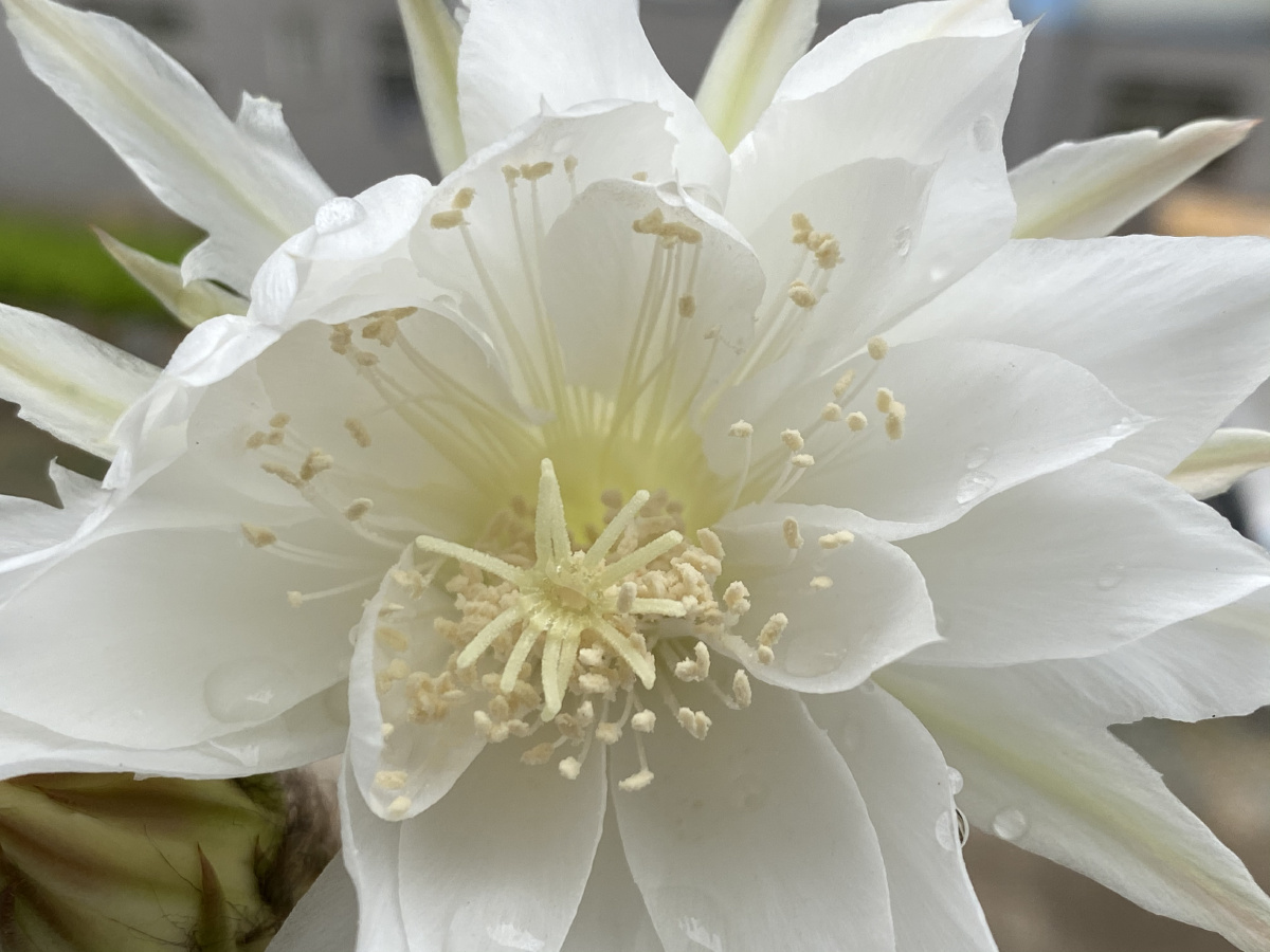 仙人球花吐蕊绽娇颜花香丽影悠