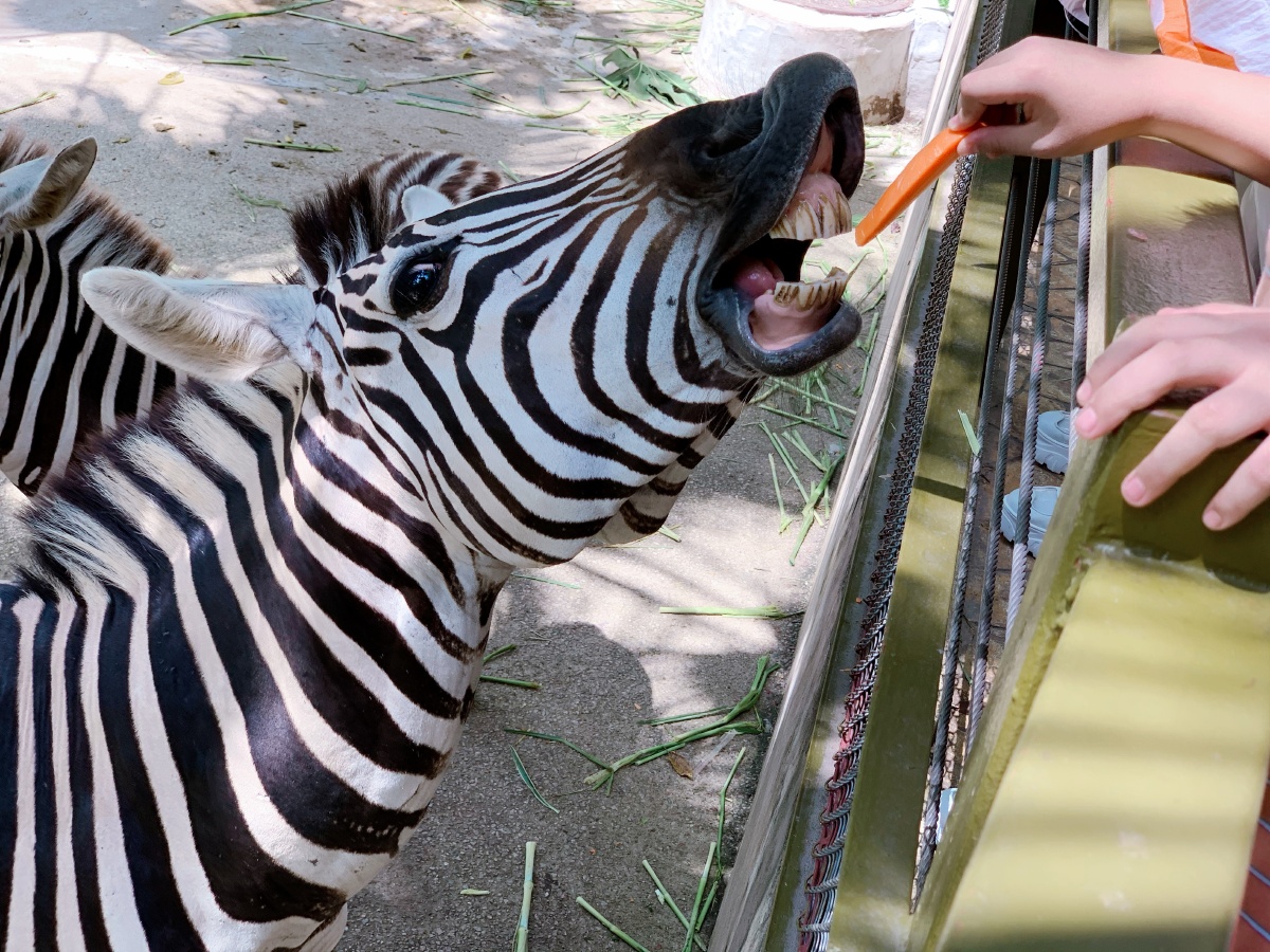 等待投食的动物